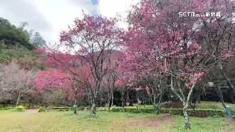 超美！日月潭現雲瀑、武陵櫻花開3成