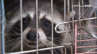 獨／夜市寵物攤賣浣熊　困籠狂繞圈