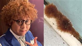 藝人納豆跳出來喊說：「是我。」（圖／翻攝自爆料公社臉書）