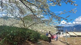 南投草坪頭櫻花季21日登場南投縣信義鄉櫻花季21日起至3月6日在草坪頭登場，目前李花盛開（圖）、山櫻花約綻放5成、枝垂櫻滿開，信義鄉公所20日舉辦開鑼儀式，邀遊客賞花、泡湯。（信義鄉公所提供）中央社記者蕭博陽南投傳真  111年1月20日
