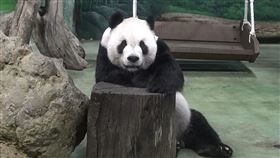  ▲「團團」的鼻腔有發炎的症狀，其他並無大礙（圖／臺北市立動物園提供）