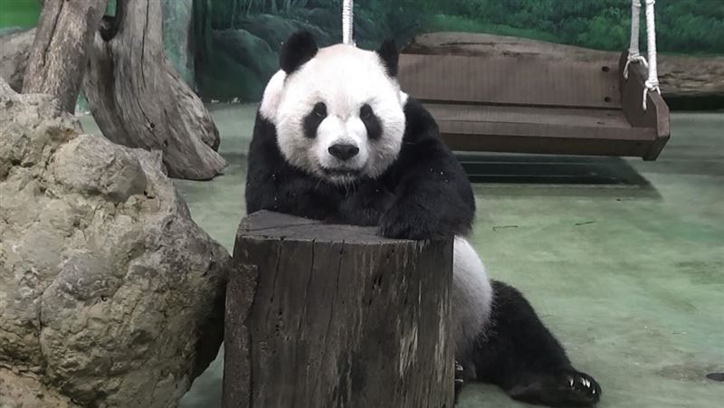 「團團」流鼻血！竹葉水蛭寄生鼻腔？
