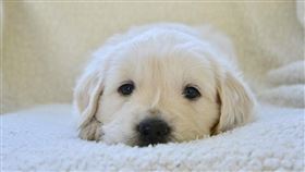 寵物、貓、狗、毛小孩、毛孩　（圖／pixabay）