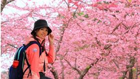 寶山二集團櫻花公園，圖/痞客邦部落格「肉魯 走遍全台灣環遊全世界」提供。