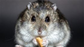 ▲香港寵物店倉鼠被驗出帶有Delta變種病毒。（示意圖／翻攝自pixabay）