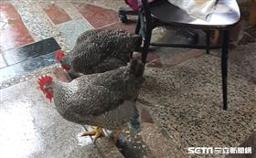 「旅客帶不走的雞」爆紅