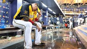 ▲中信兄弟林智勝生涯288轟是再見全壘打。（圖／中信兄弟球團提供）