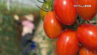 紅色喜氣！蓮霧番茄農接過年訂單忙翻