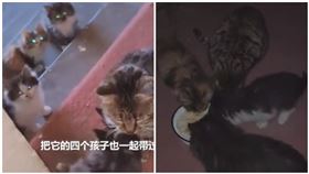貓咪帶著貓寶寶討食。（圖／翻攝自大像新聞微博）