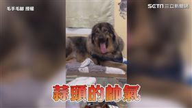 ▼▲土豆擁有跟蒜頭一樣的帥氣。（圖／毛手毛腳 授權）