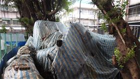 校園挖出古木保留問題引爭議新北市板橋區忠孝國中校舍改建挖出沉積地底的古老楠木，校方原擬部分保留引爭議；新北市長侯友宜23日視察改建工程時表示，市府會請專家學者做好評估，原則上希望能夠全部保存。中央社記者王鴻國攝  111年1月23日