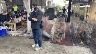 空地搭棚鬥雞　警破職業賭場逮26人