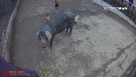 文 追移動年菜1800