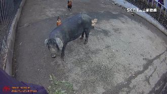 黑豬逃家警包抄勸說　網友笑稱抓年菜