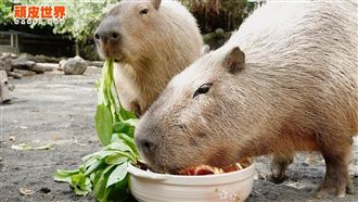 春節遊頑皮！擲筊「5萬禮券」抱回家