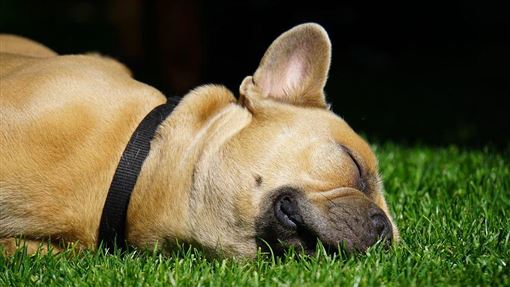 你壞壞 鬥牛犬無視千步任務床上 翻肚熟睡 爸哭笑不得 寵物 三立新聞網setn Com