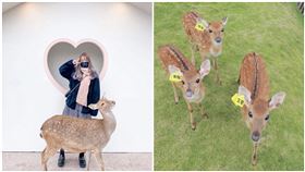 梅花鹿,水豚,斑比山丘