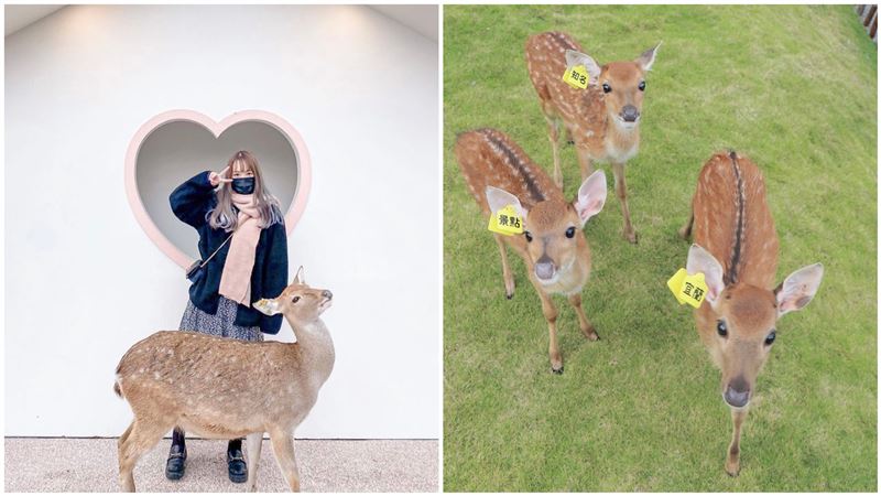 IG紅什麼／來遛小孩！斑比山丘萌翻