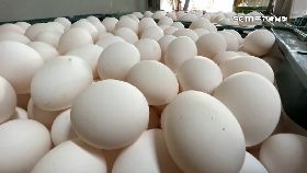 L蛋漲還缺蛋1000