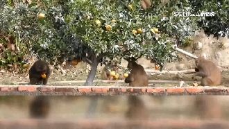 果農氣跳腳！百猴摘成熟橘子當吃到飽