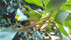 荔枝椿象罕見提早活動  農曆年前交尾產卵荔枝椿象往年約在2月中旬開始活動，但高雄市農業局發現，今年1月上旬罕見提早活動，在農曆年前就出現交尾產卵。（高雄市農業局提供）中央社記者蔡孟妤傳真  111年1月26日