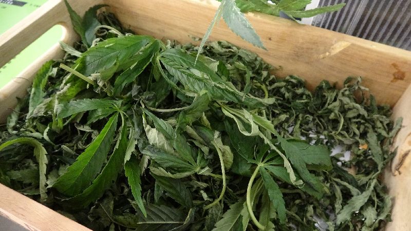 泰國公衛部長簽公文宣告：大麻合法化