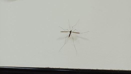家中驚見10公分巨蚊　內行急喊別殺