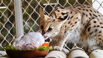 最萌年夜飯！頑皮世界客製動物年菜