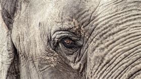 ▲大象（圖／翻攝自pixabay）