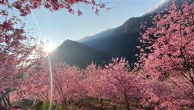 ▲盤點全台櫻花季。（圖／翻攝臉書）