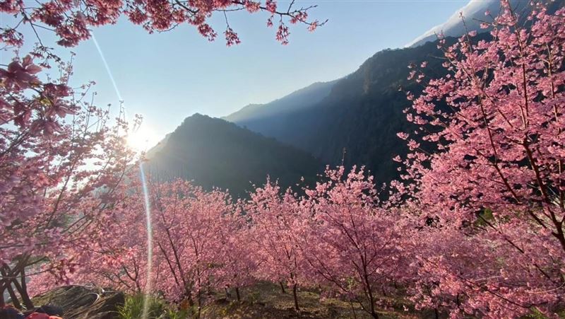粉嫩花海超夢幻！全台賞櫻秘境大公開