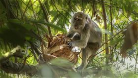 長尾獼猴 翻攝自pixabay