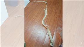 大掃除發現超長蛇皮 網友見照嚇歪：會不會還在家裡 圖/爆料公社（官方粉專專屬）