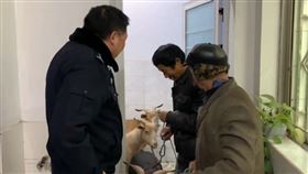 3隻羊堵高速公路！警察找到失主　隔天收到「1鍋羊肉湯」▲（圖／翻攝自觀察者網微博）

