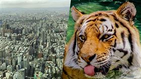 金虎年房市。（合成圖／記者陳韋帆攝影、翻攝自pexels）