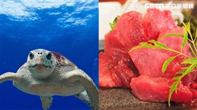 海龜肉生魚片，日本東京，小笠原群島，唯一合法捕撈海龜的地方 口感，（圖／酒雄瘋日本授權使用）