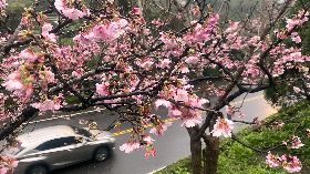 新店花園新城櫻花盛開