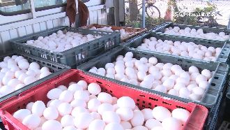 全台缺蛋！產地漲1.46倍蛋商無奈
