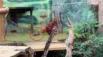 新竹動物園猩猩霸凌　抓山羌來回甩