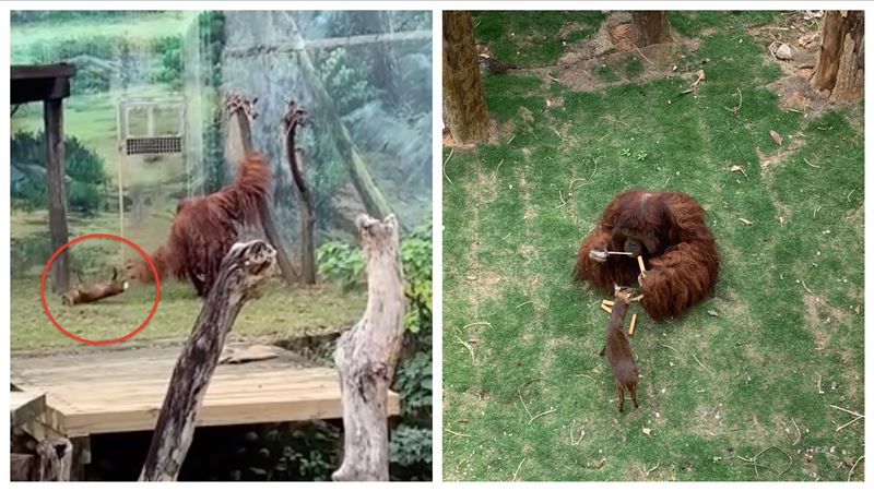 紅毛猩猩狠甩山羌　新竹動物園回應了