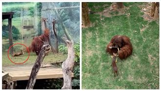 紅毛猩猩狠甩山羌　新竹動物園回應了