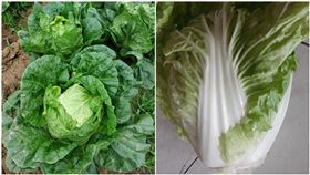 大白菜,10元,自採,結帳（圖／翻攝自爆怨公社）