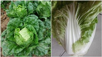 越南進口大白菜農藥超標！銷毀3.8萬公斤