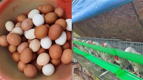 半年前無聊養雞！今看「全台排隊買蛋」他笑了。爆廢公社