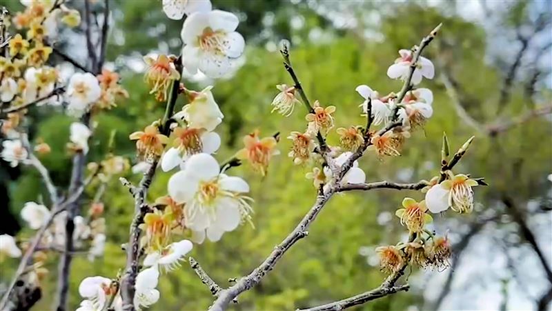 春雪降臨！全台「5景點」梅花大爆發