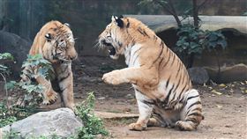 孟加拉虎「六福」和「來福」（圖／翻攝新竹市立動物園臉書）