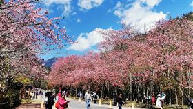 武陵櫻花季車輛管制  增訂違規裁處規定雪霸國家公園管理處28日表示，為確保登山隊伍權益，避免民眾藉山屋營地申請車輛通行證，民國111年武陵櫻花季期間，進入武陵地區登山隊伍車輛實施部分管制，並增訂違規裁處規定。圖為110年2月武陵櫻花季。（雪霸國家公園管理處提供）中央社記者管瑞平傳真  110年12月28日