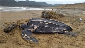 新北福隆發現罕見保育類活體革龜。海洋委員會海洋保育署臉書