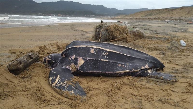 纏廢漁網擱淺全身傷…瀕危革龜虛弱死