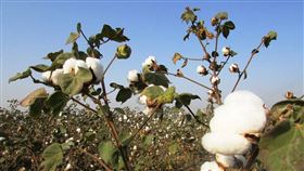 棉花 （圖／翻攝自pixabay）